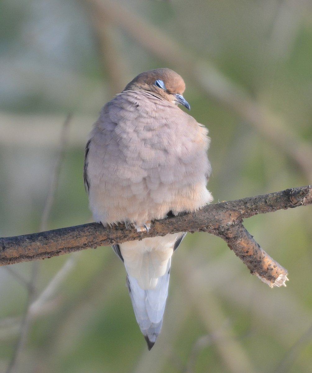 Sleepy Dove.

#mourningdove #dove #sleepy #itsbeenalongday #naturelovers #bird #birdphotography #birdwatching #nature #wildlifephotography #winter