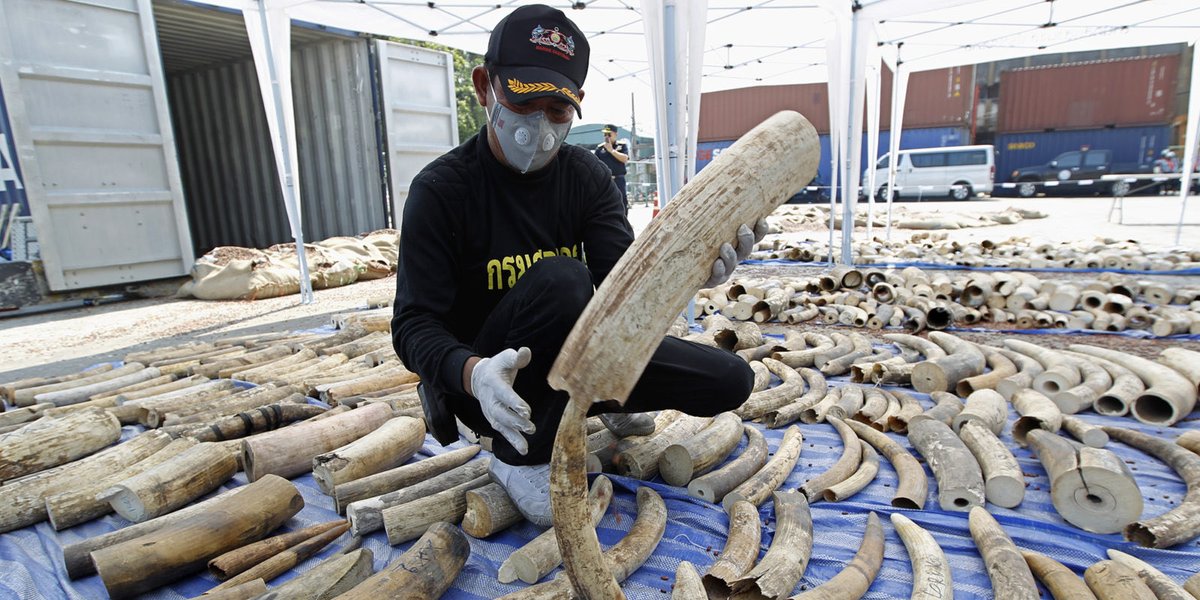 JjackX14's tweet photo. 🐘 #BanIvoryTrade !! 🐘 #ElephantsRacingExtinction !!
“... how many cruelly murdered Elephants can you count here??” https://t.co/yTE1zdSZXs
