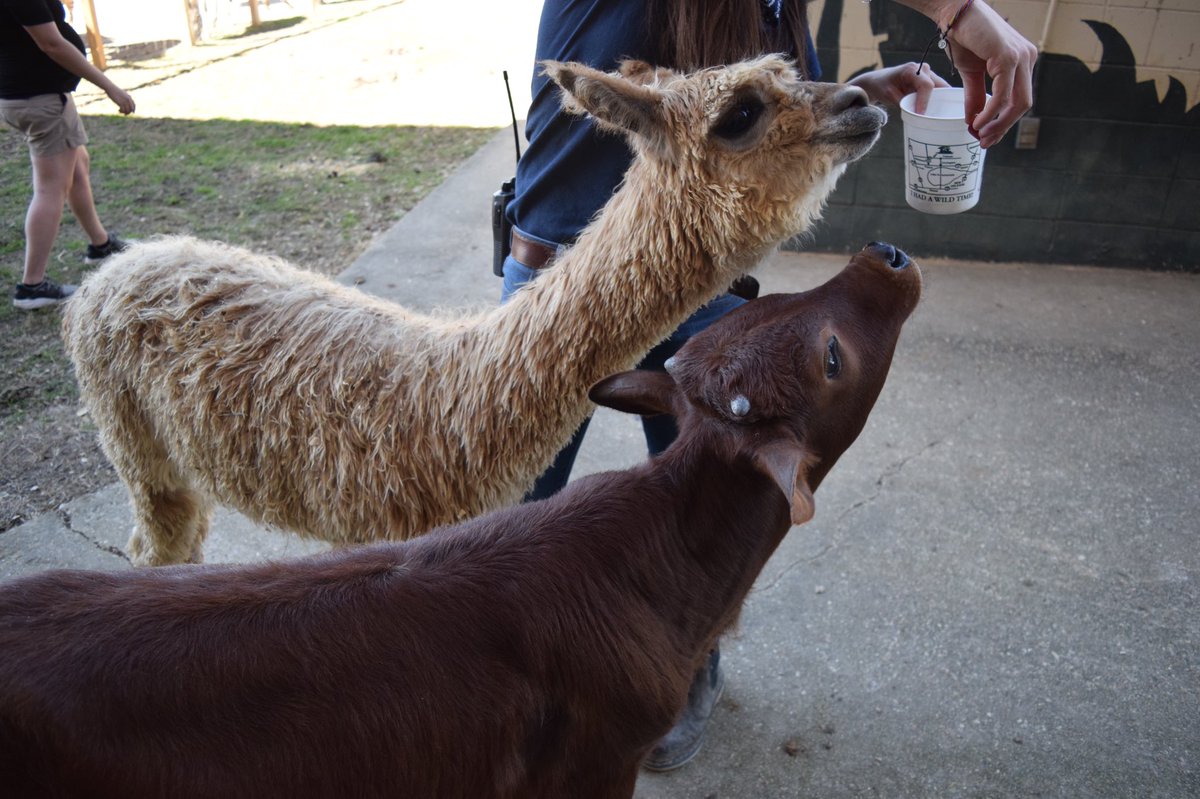 jessecbrooks's tweet photo. Had some @GlobalWildlife fun at work today! Check out Thursday’s @hammondlastar to see my feature on how the Tangi attraction is bouncing back after business slowed down at the beginning of COVID-19. https://t.co/TCrb8XxX9y