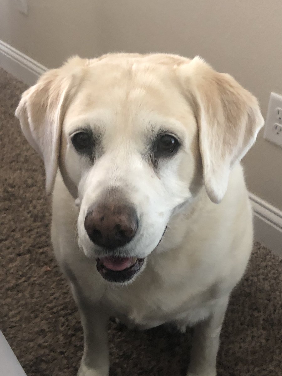CigarDH's tweet photo. Smoking a cigar tonight grieving my dog Bailey that died in the middle of the night/Monday morning. I knew it was coming but man it is tough to lose a faithful loving dog. She loved going on walks with me as I smoked a cigar. I sure do miss her. RIP Bailey. You loved us well. https://t.co/lr1iNFzar0