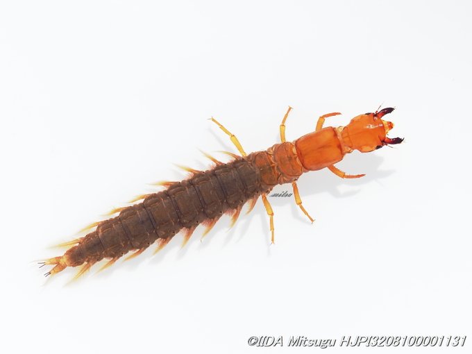 昆虫のtwitterイラスト検索結果 古い順