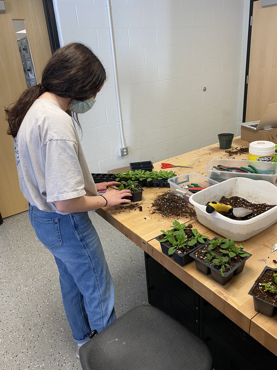 AndyDardini's tweet photo. Intro to Ag students transplanted some verbena and petunia starts for the greenhouse today. #ThisIsLCSC #WeAreLHS #TigersTogether https://t.co/WgjwNwgtYS
