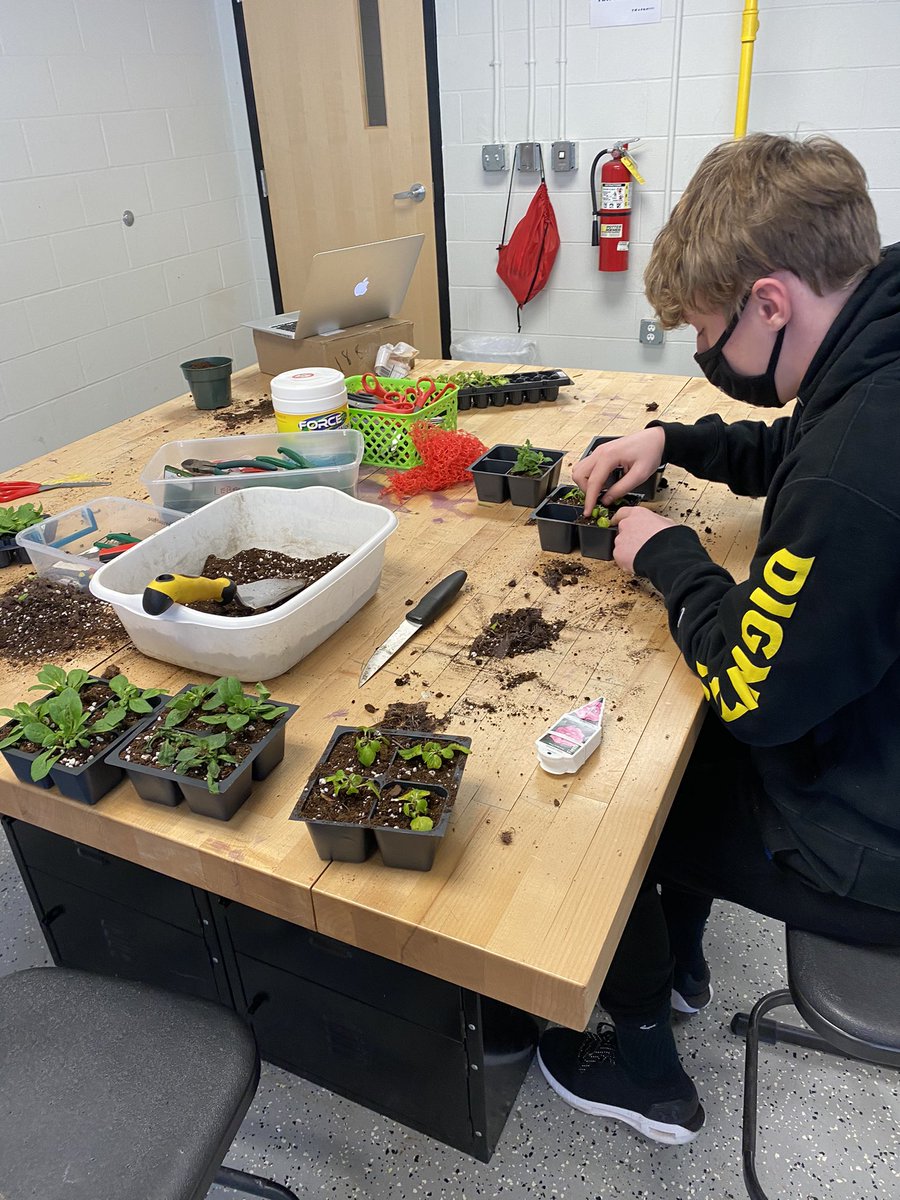 AndyDardini's tweet photo. Intro to Ag students transplanted some verbena and petunia starts for the greenhouse today. #ThisIsLCSC #WeAreLHS #TigersTogether https://t.co/WgjwNwgtYS