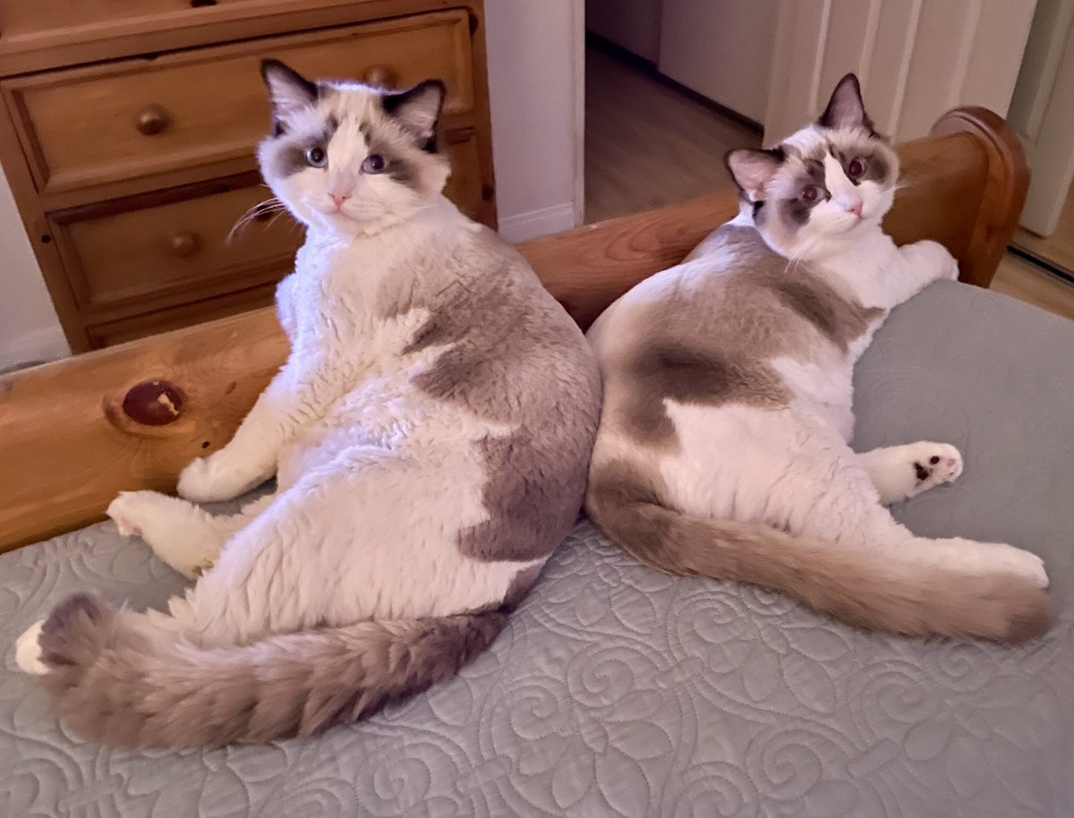 These beasts are getting big, and they got their first haircut recently. 

#catdad #ragdoll #ragdollcat