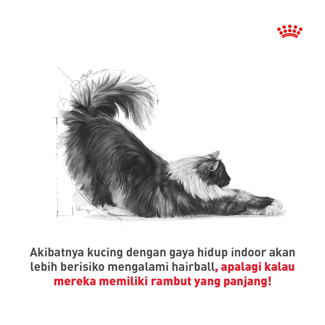 RoyalCanin_ID's tweet photo. Kucingmu sering memuntahkan bola-bola rambut?
⁣⁣⁣
Kalau “iya” jangan dianggap remeh ya! Karena Hairball atau biasa dikenal dengan “muntah bulu” bisa membuat kucingmu merasa tidak nyaman saat memuntahkan gumpalan rambut dari mulutnya 🙁⁣⁣⁣
⁣⁣⁣
#PetsNutrition #CatPedia https://t.co/h5G6tlc6hq