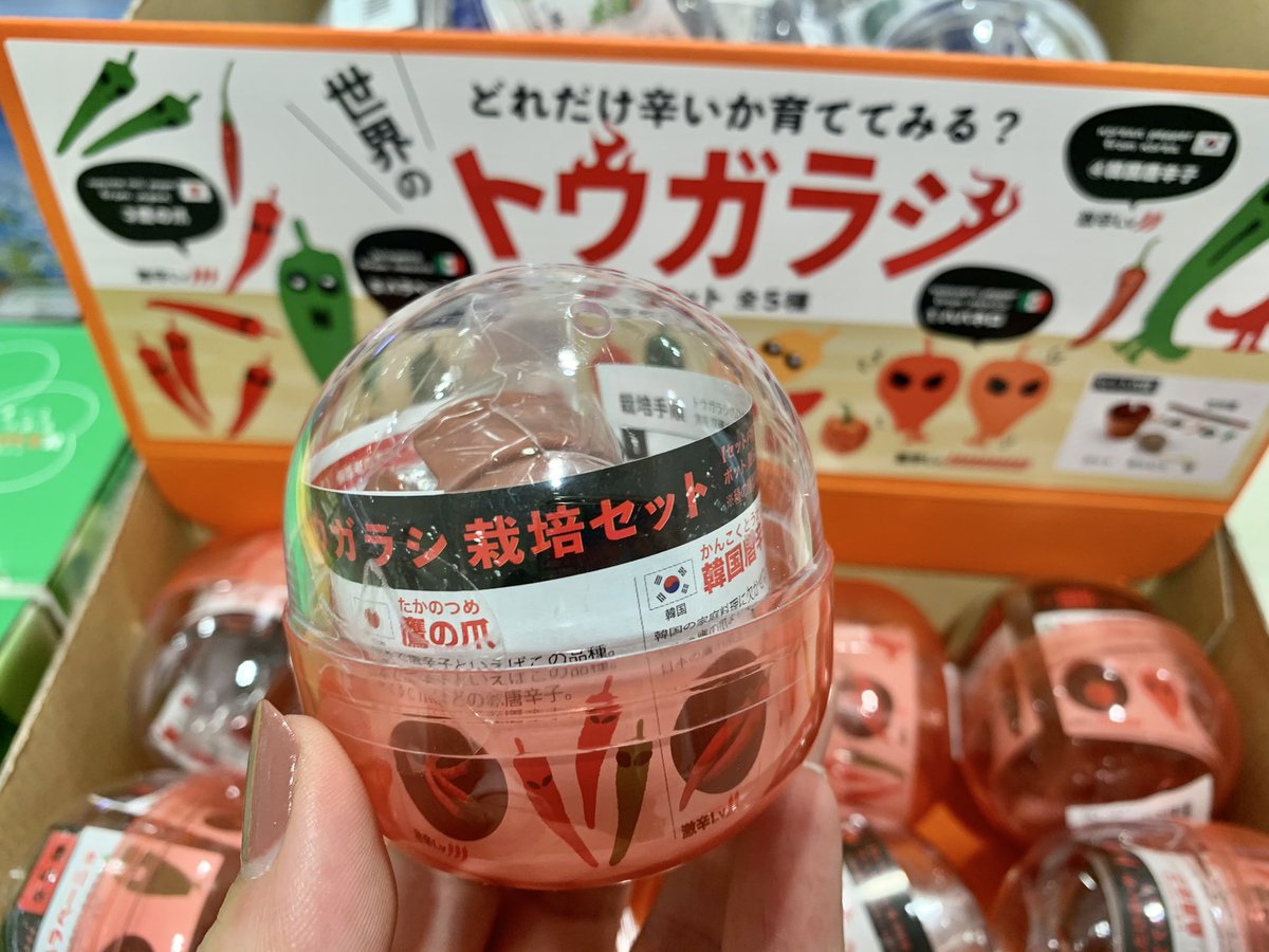 東急ハンズ梅田店 どれが当たるか分からない恐怖 トウガラシ栽培キットがカプセルになりました ハバネロや韓国トウガラシなど まだ体験したことのない辛さに出会ってみないか 税込300円 11f