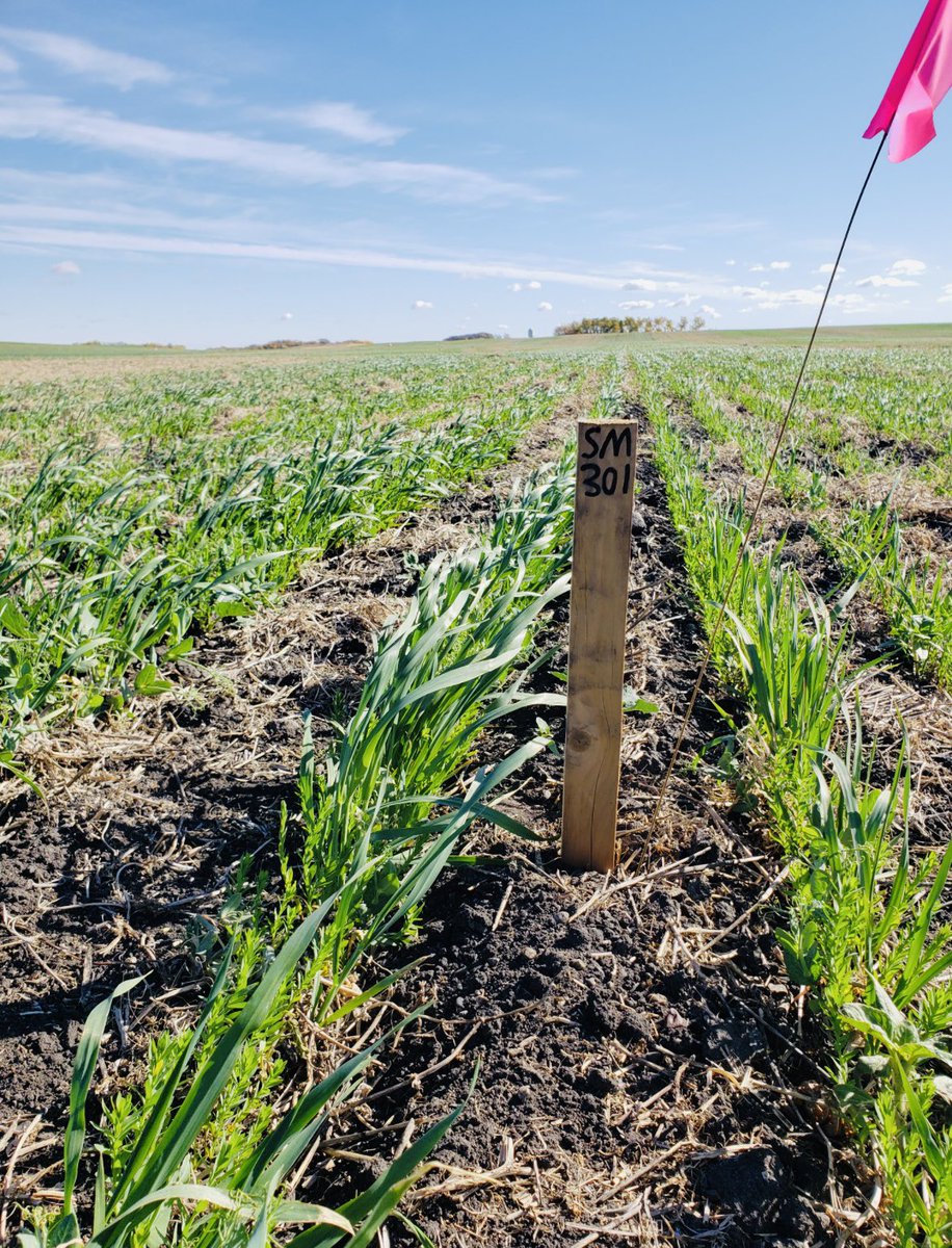 Happy #CdnAgDay I’m thankful for all the amazing people I’ve met in the industry and for those who got me into ag!