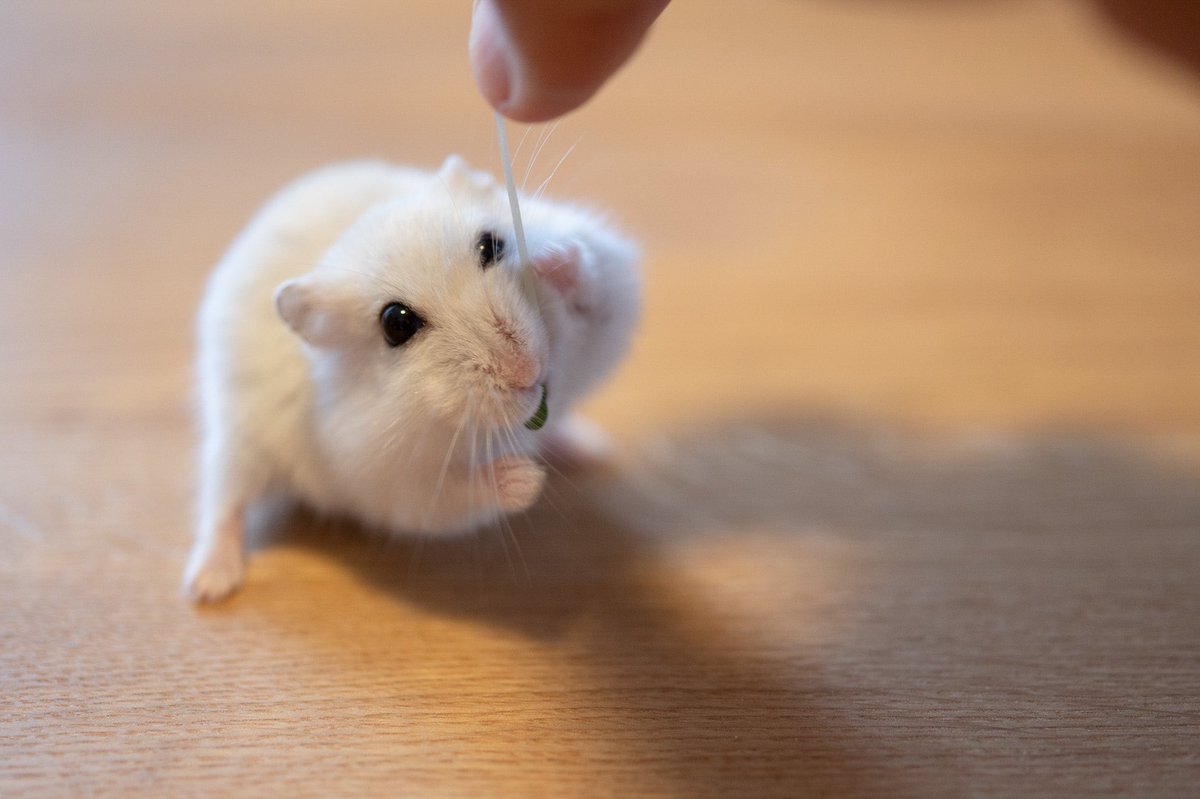 食べ方がかわいいハムスター 食べ方がかわいいハムスター
