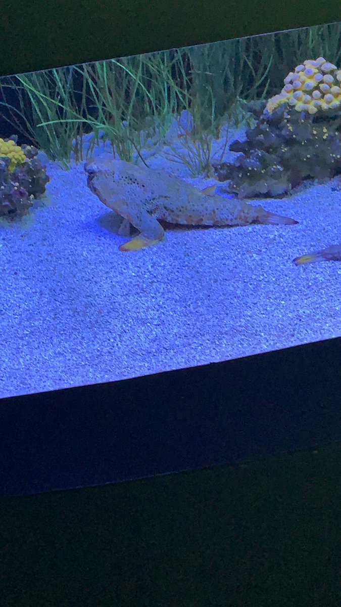 Ratio with the walking batfish