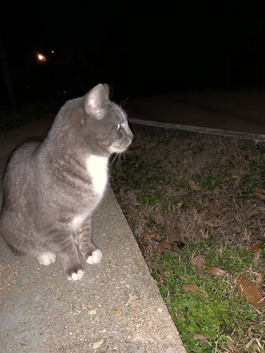 rylin65639649's tweet photo. I found a random cat outside! I gave him food and now he’s mad at me! #cats #Random #pissykitty https://t.co/1KVxhH6NCl
