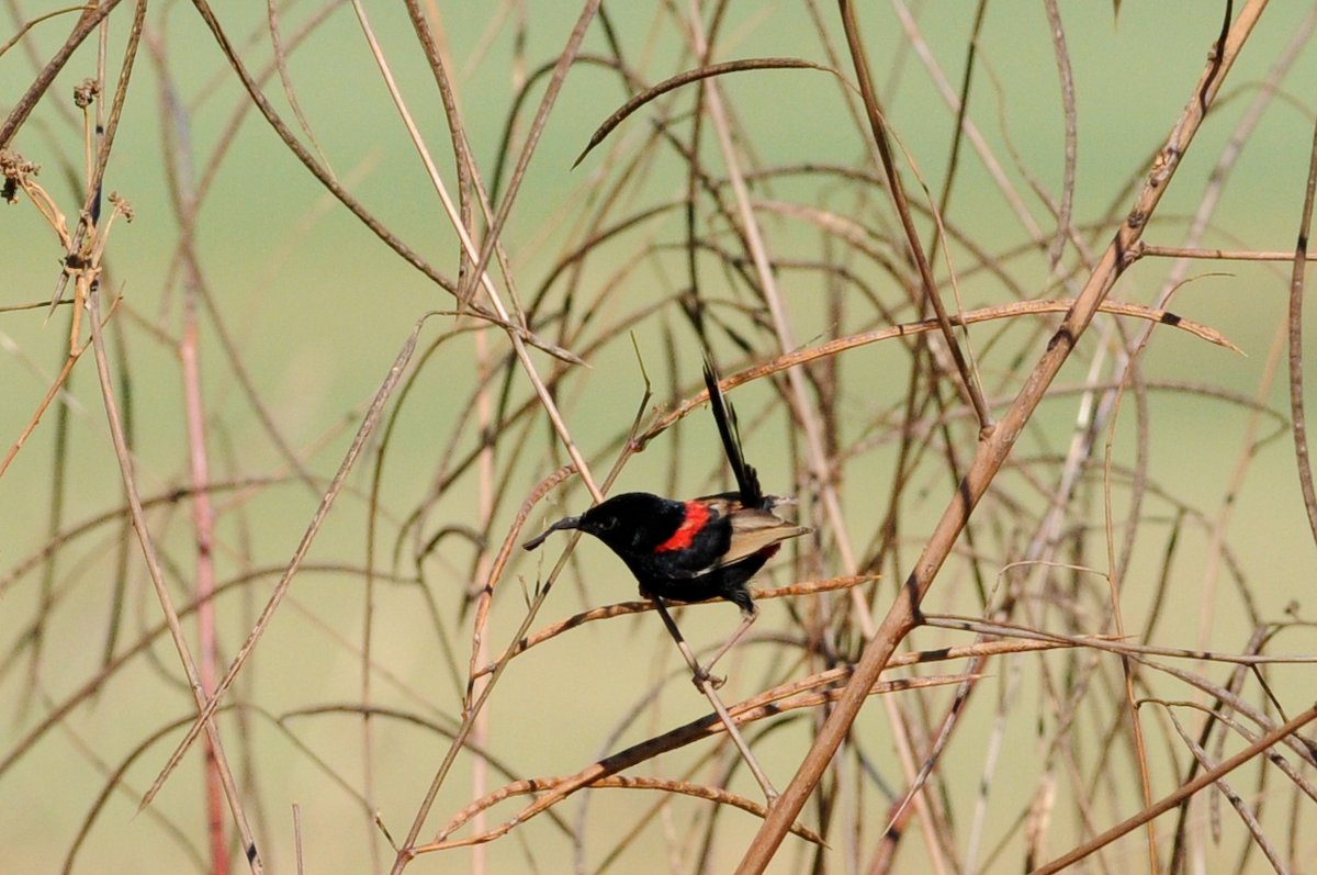 Wishing everyone a very happy Wrensday Wednesday!! ❤️🖤
#birdsofaustralia #fairywren