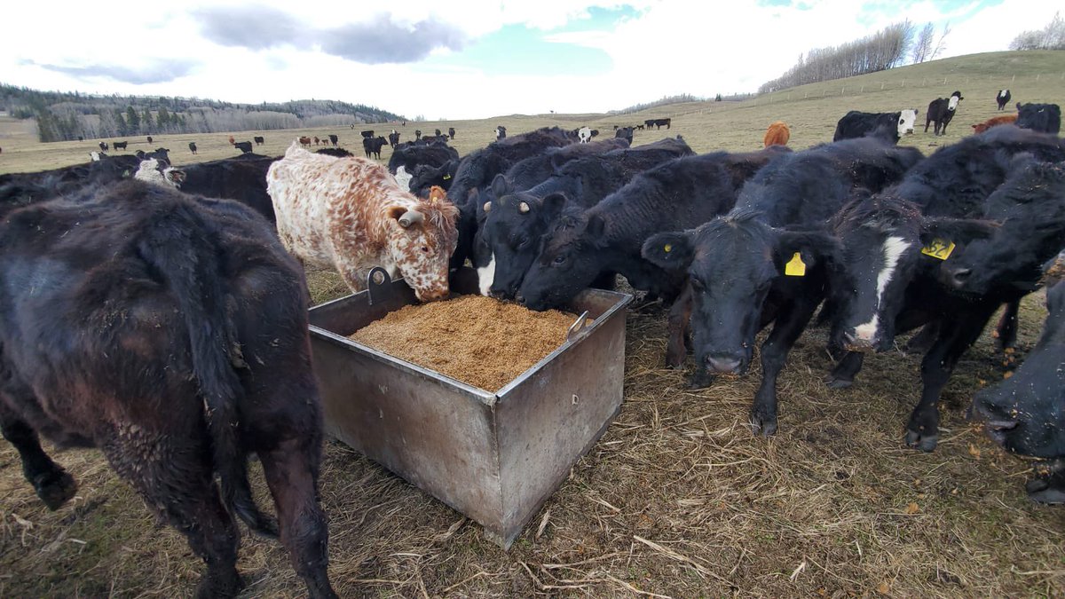 Not only is our beer delicious, but our spent grain is certainly well received by our local cows 🤗🥰 #NationalAgricultureDay