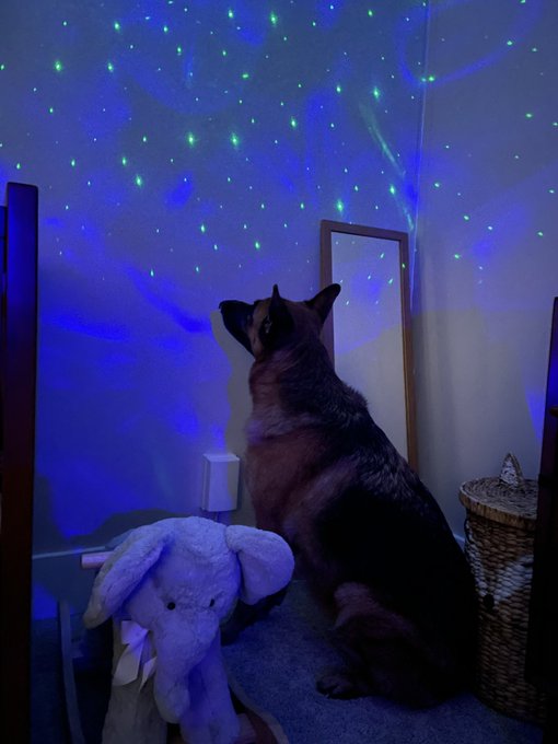 So every night Drogo stares at these lights while I get the baby ready for bed. This is about a 45 minute<a href="/tag/neverforget"class="tags"><span>#neverforget</span></a>