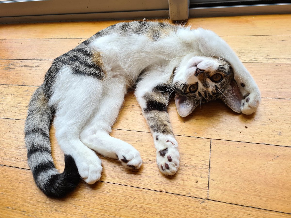 _TheCraftsman's tweet photo. @Marisha_Ray We got a new kitten during quarantine - her names Kiki https://t.co/fVbVZuG5ZO