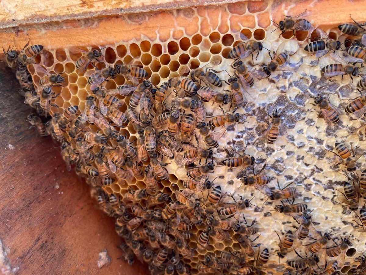 UNCPGarden's tweet photo. Beekeeping class practiced an inspection on the topbar hive today!
#UNCPCampusGardenandApiary #UNCPGarden #honeybee #beeinspection #beecheck #honeycomb #topbarhive https://t.co/lCIS1hYu6f