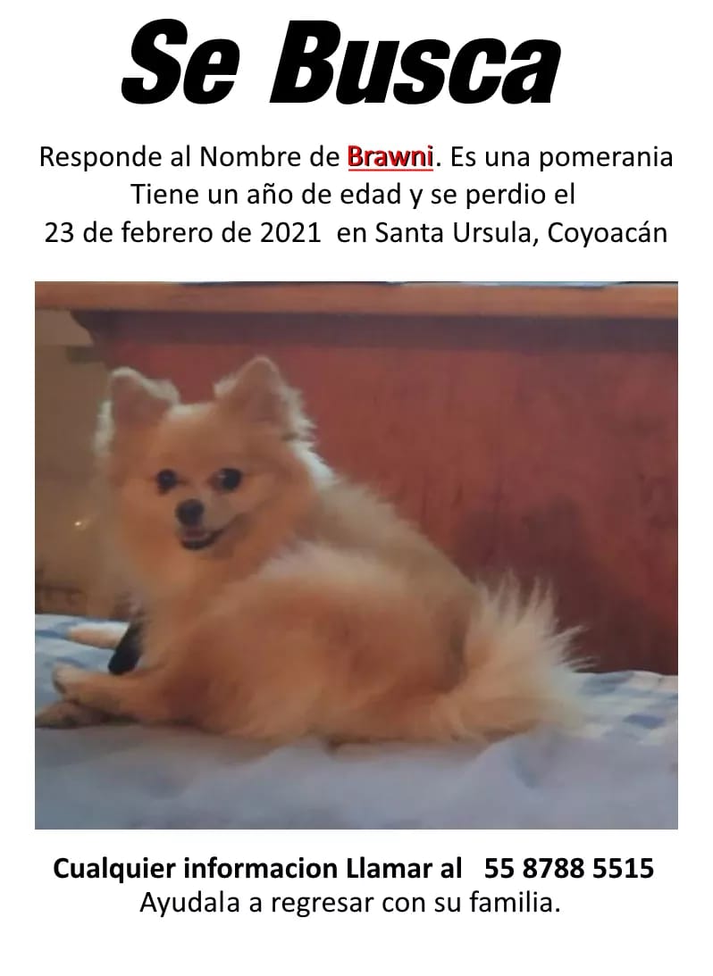 abusivox's tweet photo. Perrita perdida por Acoxpa y vto Tlalpan, por si alguien la vio. Gracias @isidrocorro @JerrxG13 https://t.co/n7sc9ZrAzW