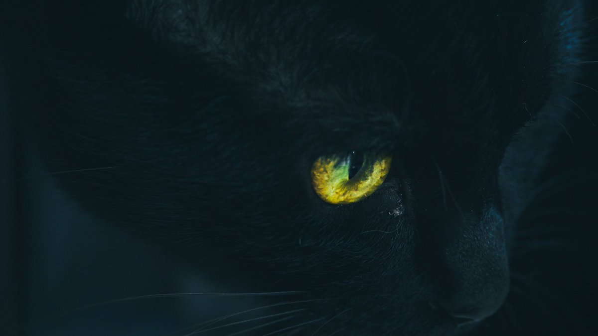 宵月 絃 光の当たり具合で黒猫の目の中の色が変わるのだけれど 普通のことなのかな 黄色の時だけもあるし 黒目の周りが緑や 青を帯びている時もある