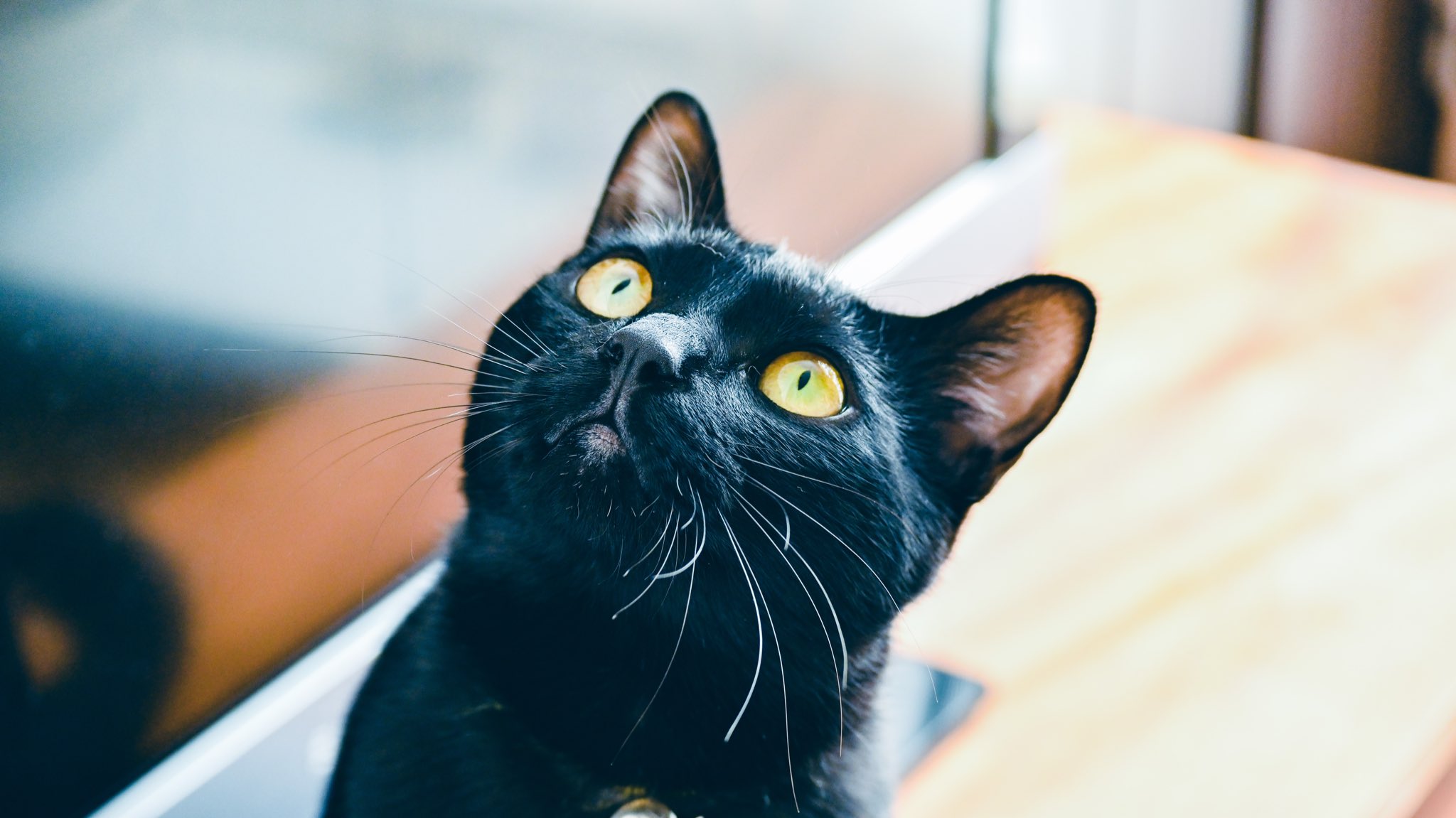 宵月 絃 光の当たり具合で黒猫の目の中の色が変わるのだけれど 普通のことなのかな 黄色の時だけもあるし 黒目の周りが緑や青を帯びている時もある T Co 1vyuh09z1v Twitter