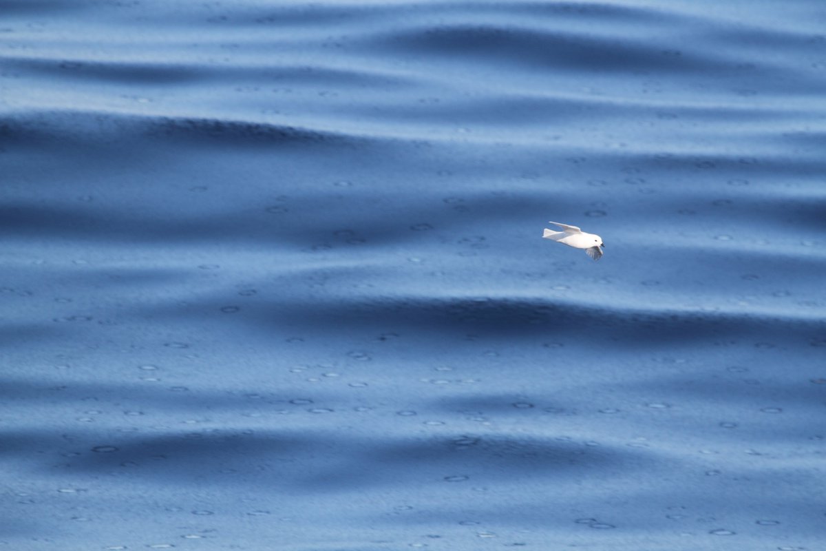 As part of <a href="/AusAntarctic/">antarctica.gov.au</a>'s krill research in East #Antarctica we're gathering data on marine predators from <a href="/CSIRO/">CSIRO</a>'s #RVInvestigator.

<a href="/IMASUTAS/">IMAS</a>