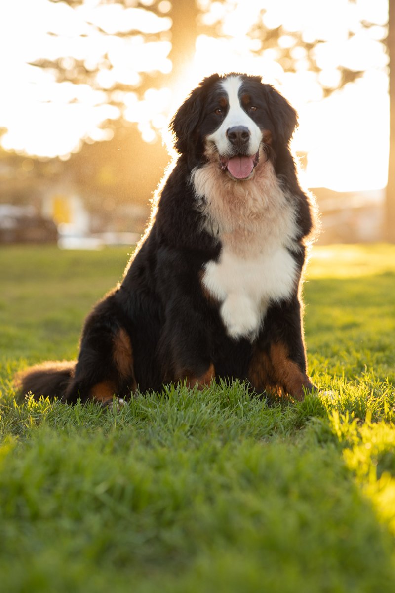 Bernese Mountain Dogs. Impossible to look at one and not feel happy. This is Bronte, I met her last year and I loved every second of it.