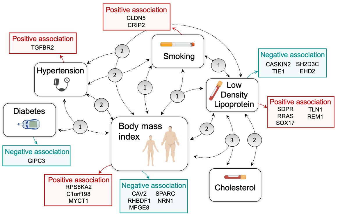 L B (@endo_cells) on Twitter photo Interested in endothelial cells and cardiovascular risk factor exposure? Have a look at our latest pre-print featuring authors @LissiDK <a href="/EndothelialPhil/">Endothelial_Phil</a> <a href="/thomas_renne/">Thomas Renné</a> <a href="/jochwenk/">Jochen Schwenk</a> @jac_ode and other none twitter friends medrxiv.org/content/10.110… Interested in endothelial cells and cardiovascular risk factor exposure? Have a look at our latest pre-print featuring authors @LissiDK <a href="/EndothelialPhil/">Endothelial_Phil</a> <a href="/thomas_renne/">Thomas Renné</a> <a href="/jochwenk/">Jochen Schwenk</a> @jac_ode and other none twitter friends medrxiv.org/content/10.110…