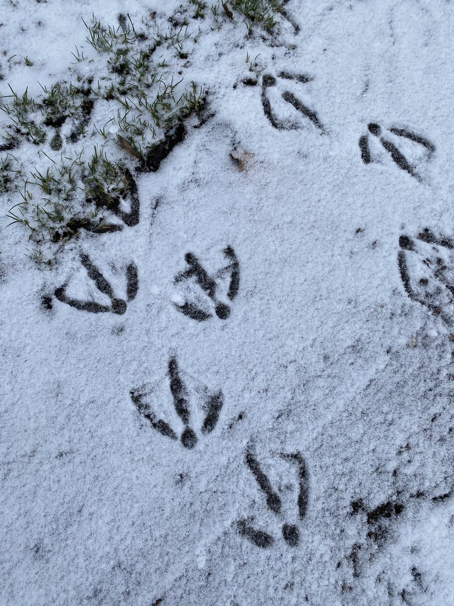 KnightCE's tweet photo. @Kimpton_Primary #feelinggoodweek Taking a break to enjoy running races in the snow with the puppy, and track other snow footprints 🕵️‍♂️ https://t.co/an6dsTnQLh