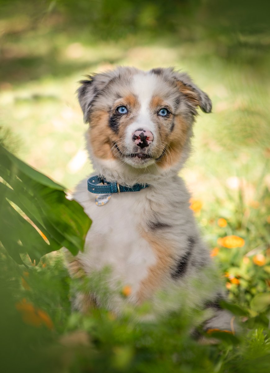 Australian Shepherds are just so beautiful. The colours! The brains! Here's Halloumi, a beautiful boy I met recently.