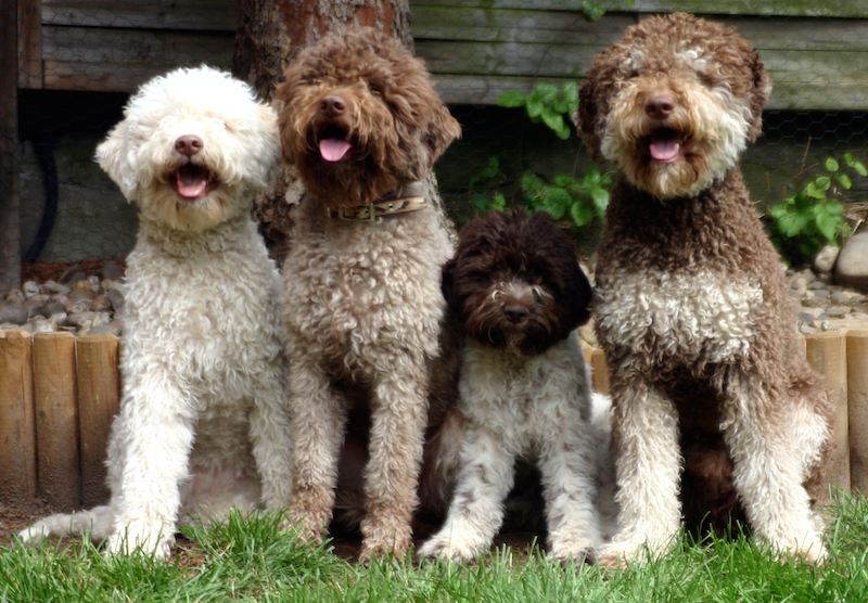 Lagotto Romagnolo means “lake dog from Romagna". They were bred for hunting fowl but now they mostly hunt for truffles. I do wonder why people get oodles when these perfect angels have been around for ages.