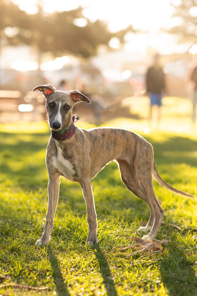 I do love a whippet. This is beautiful Magnolia.