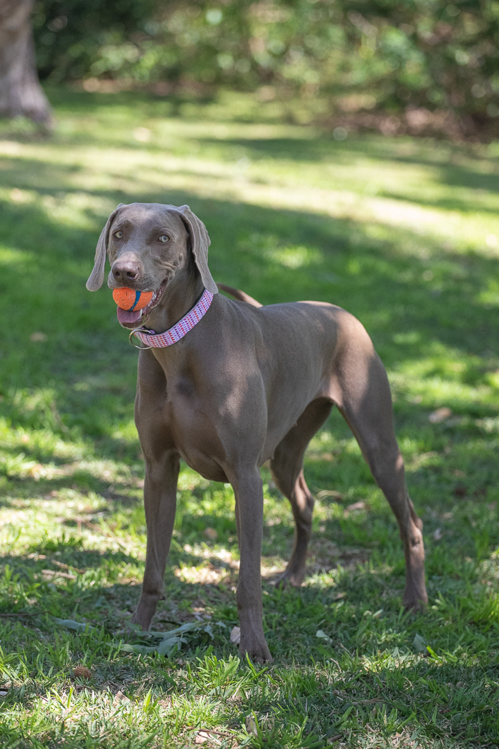 Weimaraners are totally bonkers and I love them. This is Billie.
