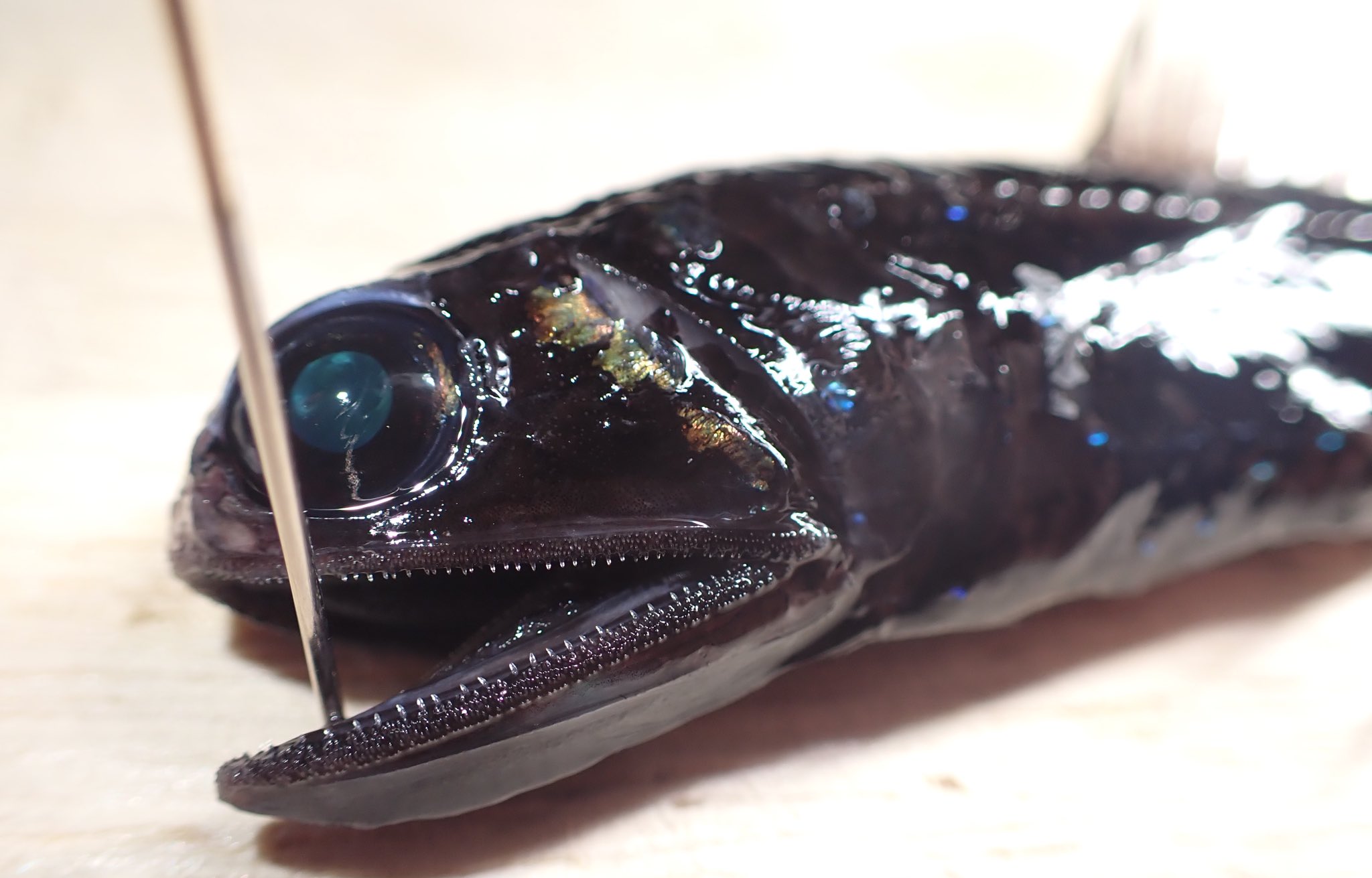 ま めっちゃかっこいい深海魚 見つけたんですけど もしかしてこれってカガミイワシですか T Co Pb2vhwevvk Twitter
