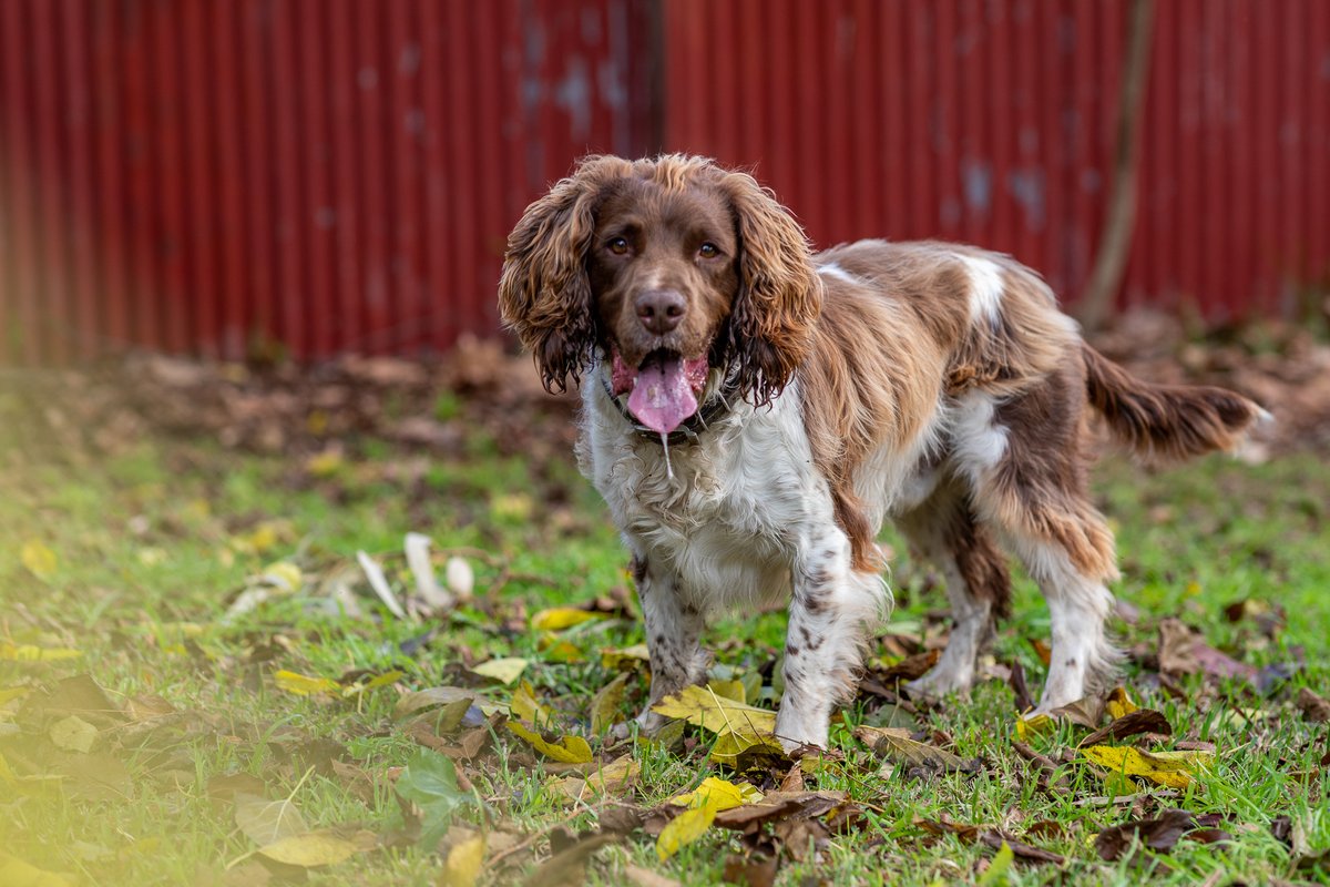 Springer Spaniels are adorable. This is Casper.