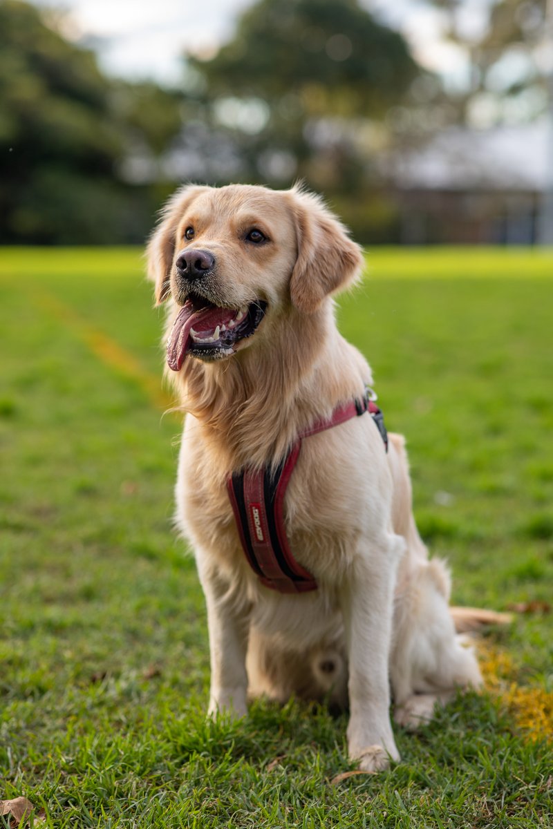 There's a reason everyone loves Golden Retrievers. This is my neighbour's dog, Ian. Isn't he handsome?