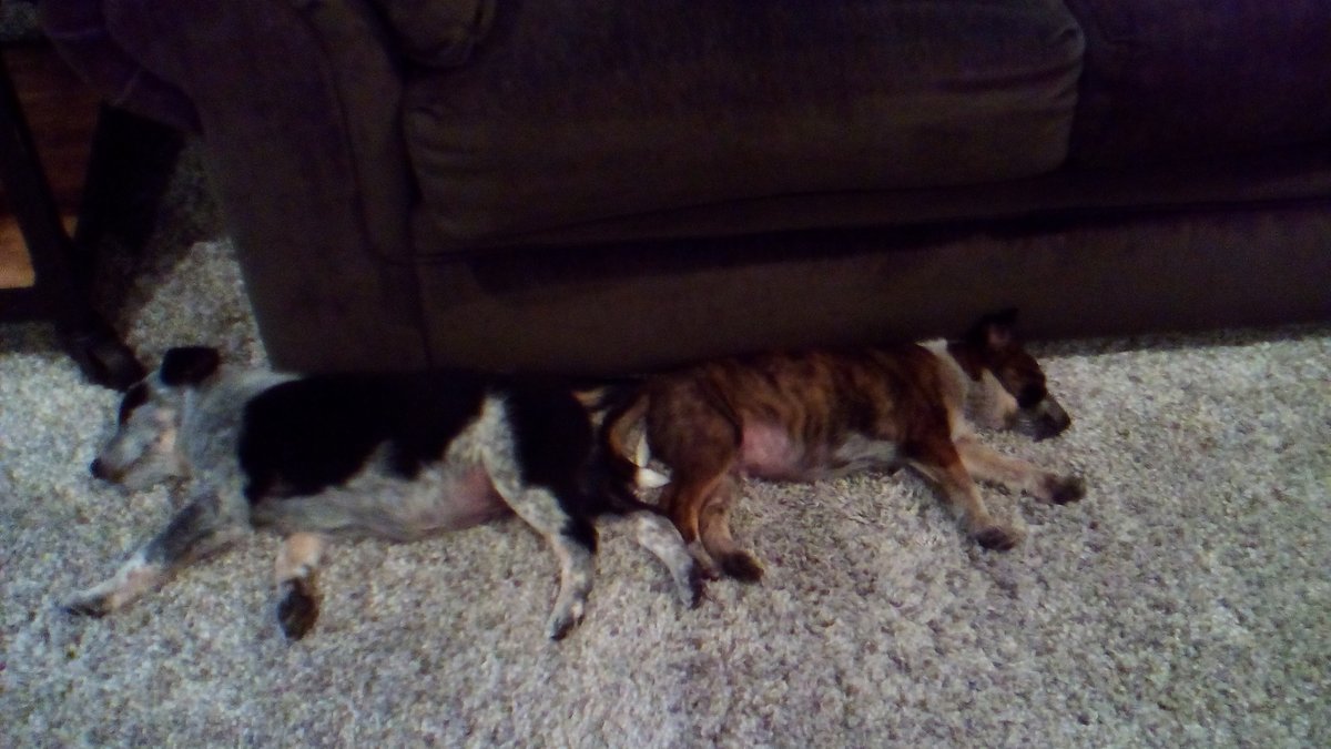 ZephAndMav's tweet photo. Baby picture! Zephyr and Maverick still sleep butt to butt a year later. #dogs #dogsoftwitter #rescuedog #AdoptDontShop https://t.co/GpB1z9UnxN