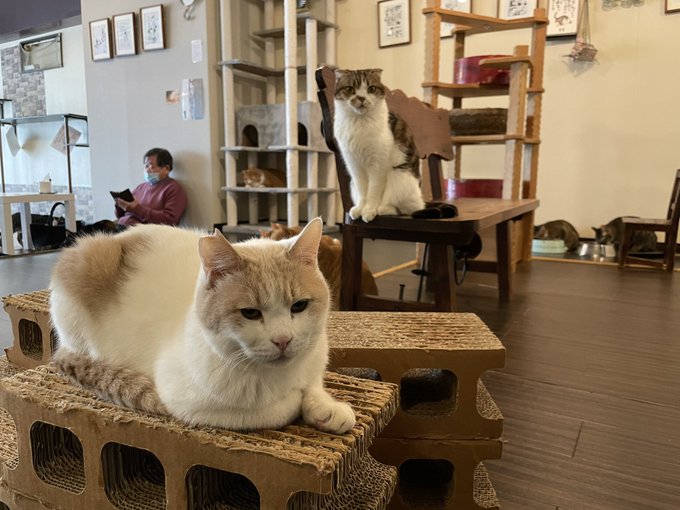 横浜市内で人気の猫カフェまとめ たくさんのかわいい猫ちゃんと触れ合える Pathee パシー