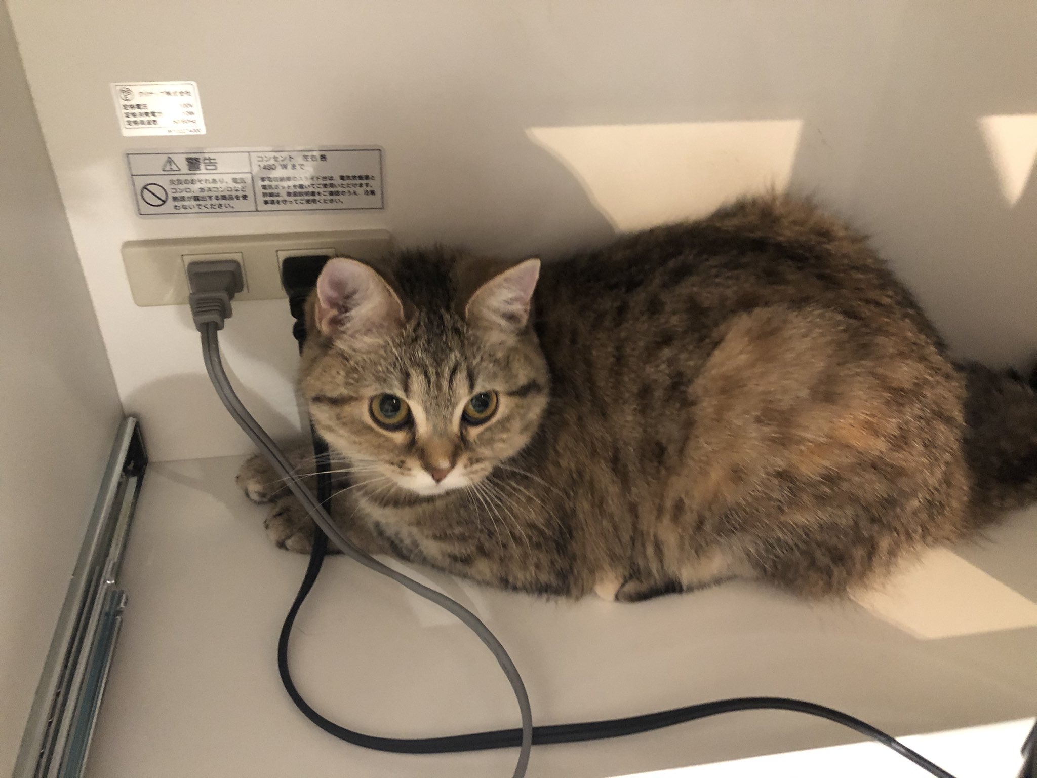 むぎちゃむねる ミヌエットと短足マンチカンライフ 気づいたら炊飯器の裏にいるんだよなぁ 猫 猫部 猫好きさんと繋がりたい ふわもこ部 むぎちゃむねる ねこ キジトラ キジシロ 短足 マンチカン 短足 ミヌエット 短足マンチカン ねこのいる
