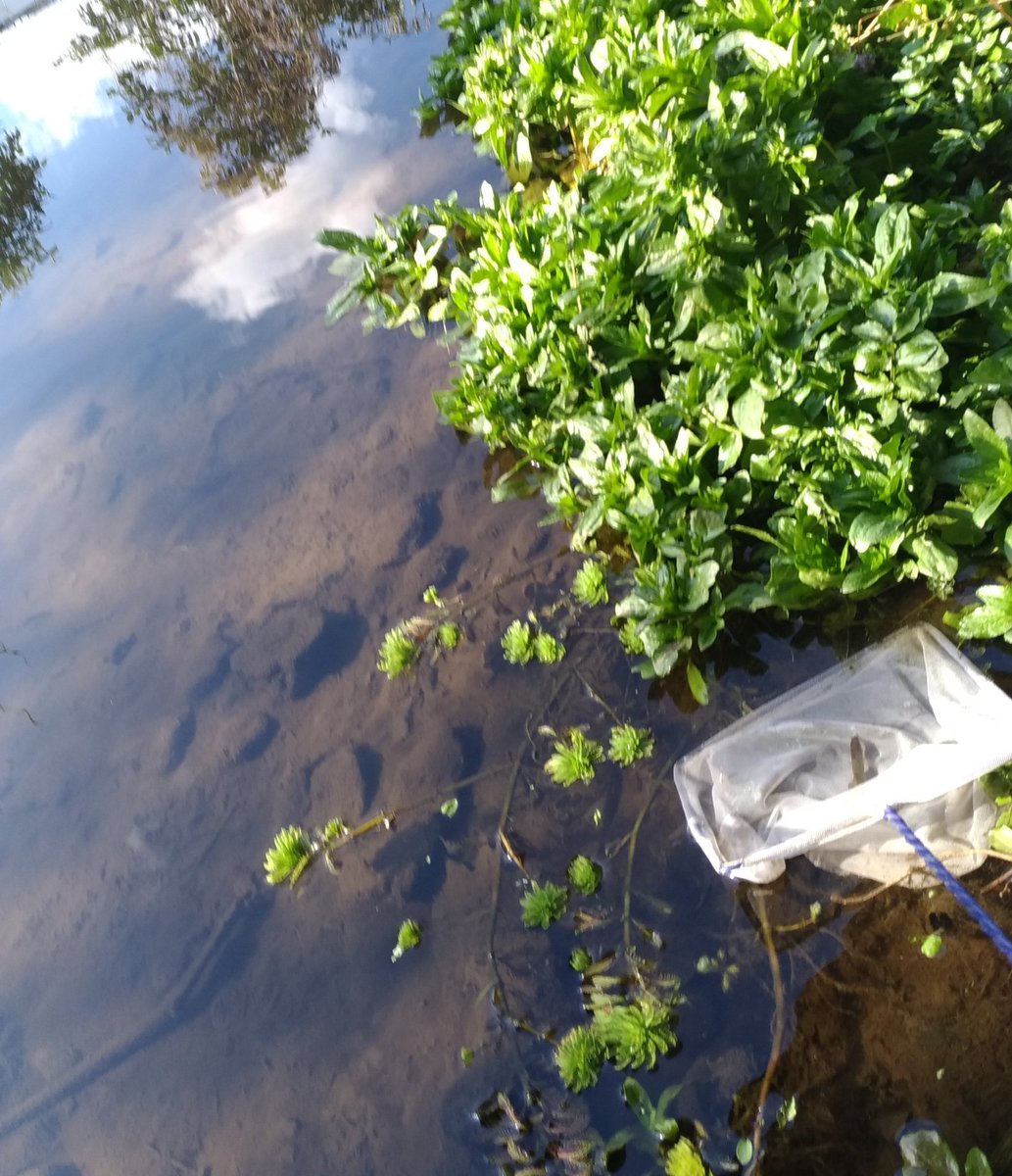 埼玉小物釣り好き こんばんわ ありがとうございます 高麗川と越辺川周辺です