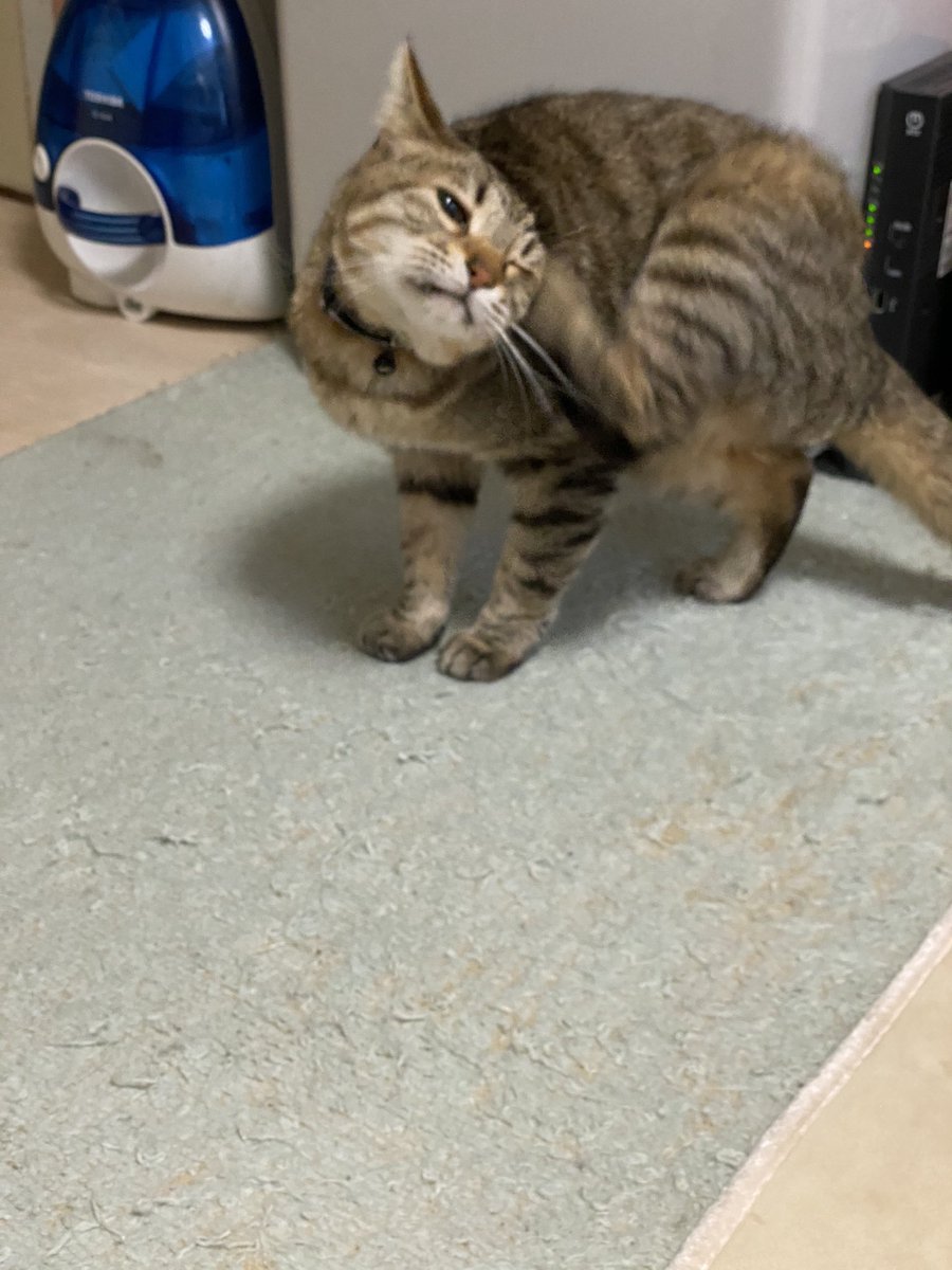 nekokami_sa's tweet photo. かゆいにゃ… https://t.co/rI9QVHtUNW