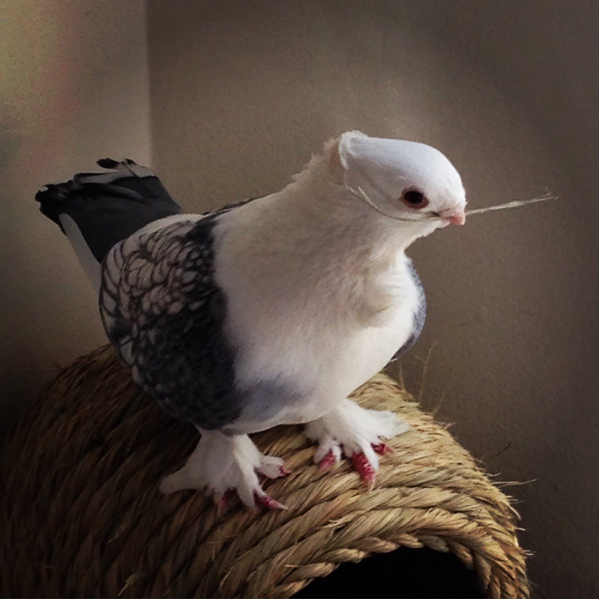 Coelasquid's tweet photo. Baba Yaga hut, except it’s a gazebo on Satinette Pigeon legs https://t.co/G7d585p74e