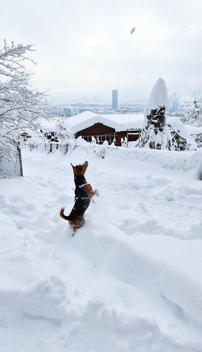 Good morning Twitter-Friends...☕️🍪🌷☃️❄️💦
Have a happy Friday and a beautiful weekend☃️❄️💦💞🐕

#fridaymorning ☕️ #weekendsunshine 💕 #WINTER ☃️ #StaySafeandHealthy 🌸