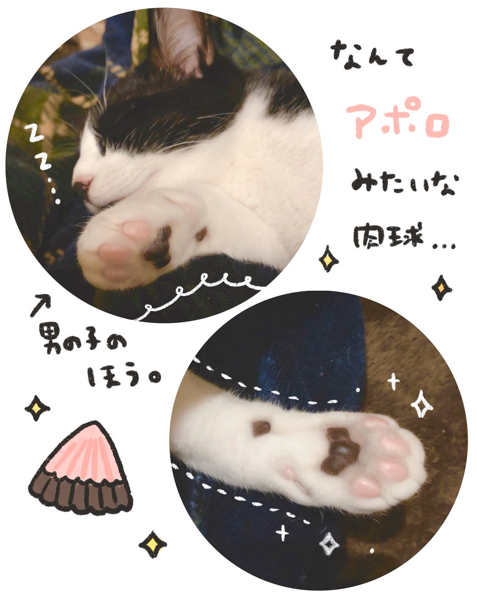 一生むにむに出来るアポロ…

#猫 #猫好き #ハチワレ猫 