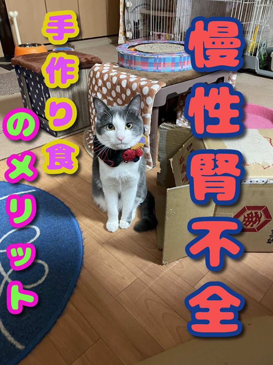 手作り食レシピ Dog And Cat Homemade 1 4 こんにちはdog Cathomemadeです 慢性腎不全 のネコちゃんに 手作りご飯 をあげるメリット についてお伝えします 特にネコ ちゃんにおいて 慢性腎不全 と 便秘 は切れない関係です