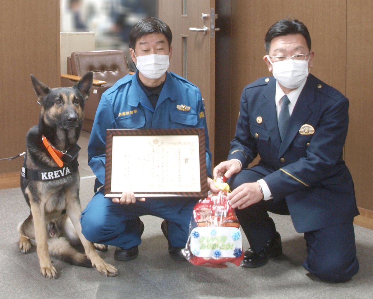 兵庫県警察ツイッター 警察犬クレバ号による行方不明者の発見 鑑識課 活動再開後 神戸市内で行方不明者の捜索活動に従事し 無事発見しました 今後も県民の皆様のお役に立てるよう 訓練に励んで参ります 警察犬 クレバ号 行方不明