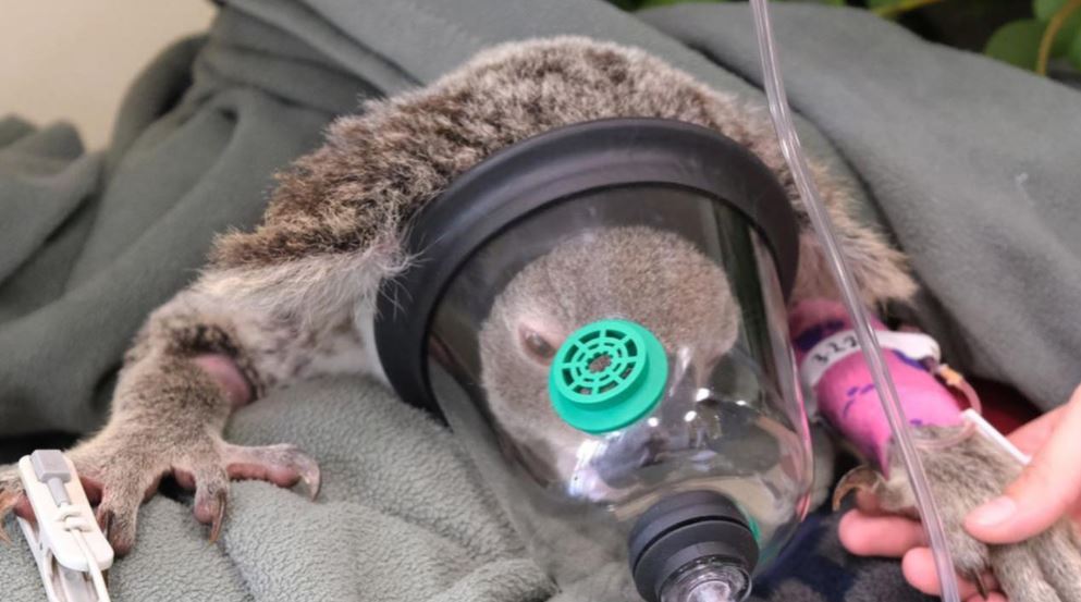 The Gympie dog attack that hospitalised a koala called Kate and her joey last week has resulted in calls for better care to be taken by dog owners. ow.ly/y0Fh50Dyr0q