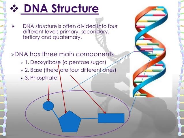 Now Let's talk more about molecules that begin it all..All Living organisms Have something called DNA -Deoxyribo Nucleic Acid: the building block of life .... (the stuff used in paternity test... well thats a story for another thread) let's focus