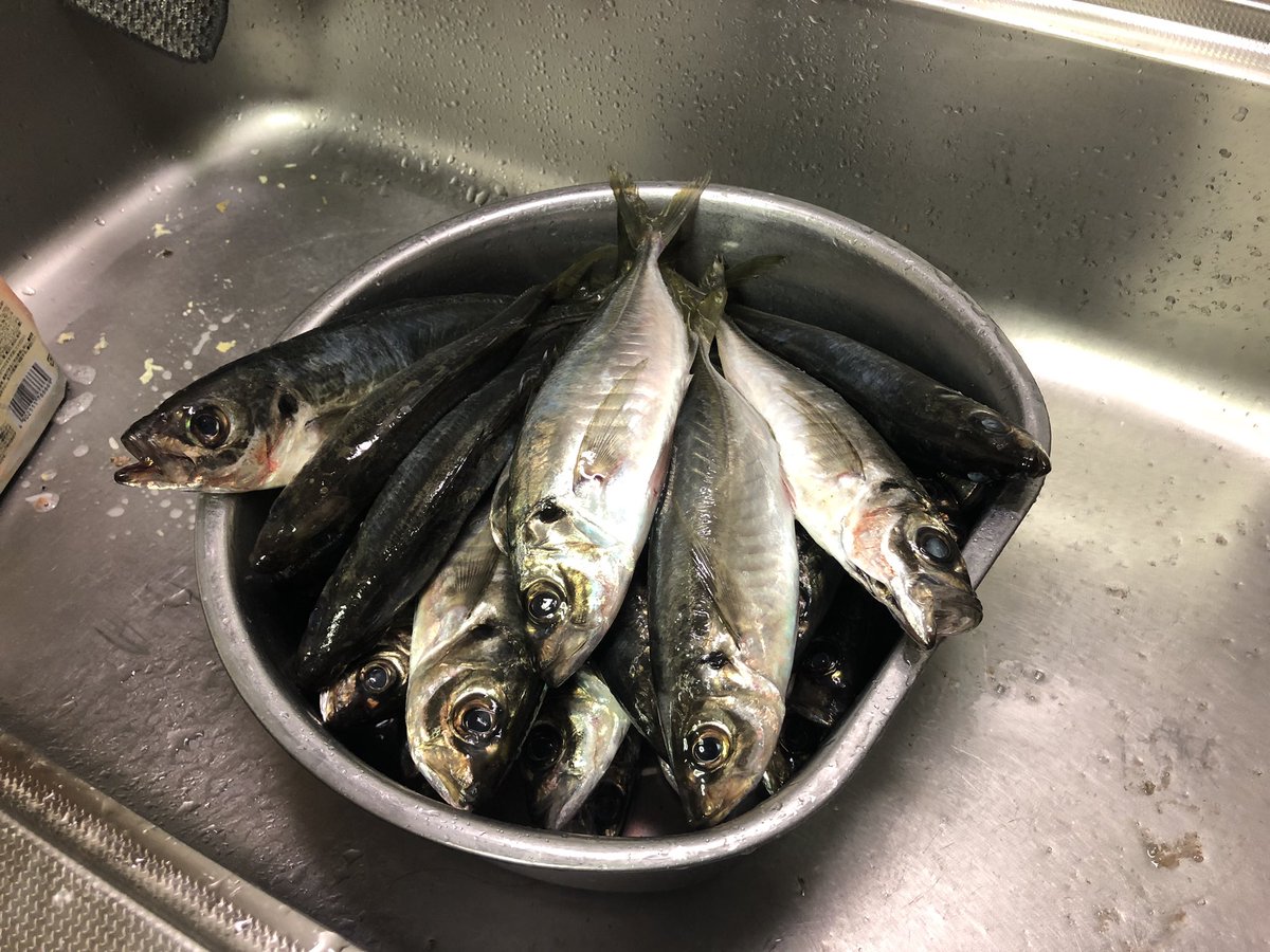 イサです アジング ヤリイカ狙いで行った漁港が不発だったんで移動したら25cm 32cmのアジが爆釣した ノイェ イ 3時間 程で27匹釣れたけど全て捌き終わるのに3時間程かかったわ 苦笑 アジング 62tznano 山陰 イサです アジング ヤリイカ狙いで行った漁港が不発だったんで移動したら25cm 32cmのアジが爆釣した ノイェ イ 3時間 程で27匹釣れたけど全て捌き終わるのに3時間程かかったわ 苦笑 アジング 62tznano 山陰