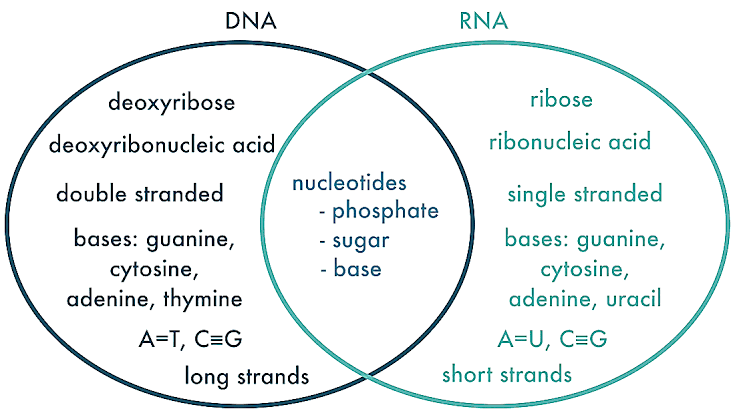What is that now you ask... RNA .... Ribo Nucleic Acid ... RNA has some differences with DNA... the ribose sugar, the nucleotide U replaces T , there are 3 RNA molecules that work together to make a protein