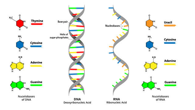 What is that now you ask... RNA .... Ribo Nucleic Acid ... RNA has some differences with DNA... the ribose sugar, the nucleotide U replaces T , there are 3 RNA molecules that work together to make a protein