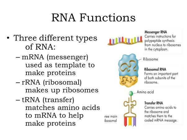 RNA has 3 types mRNArRNA tRNA