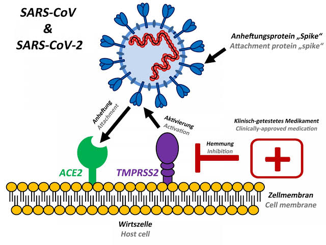 So The reason the Virus can enter your cells is because of the crown like spikes that are able to attach to certain components on the surface of the cell ... these are locks to enter the cell and make a party in the cell by making more copies of itself